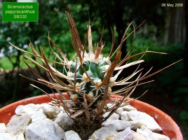Sclerocactus _papyracanthus _SB330 _01